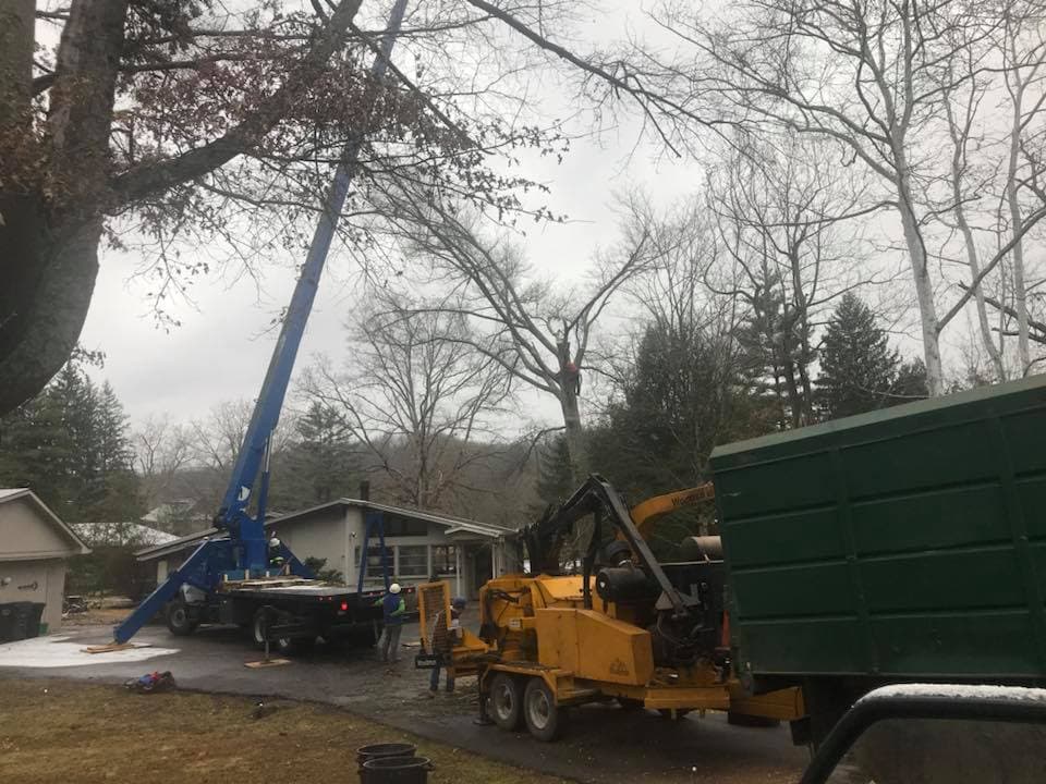 tree care photo