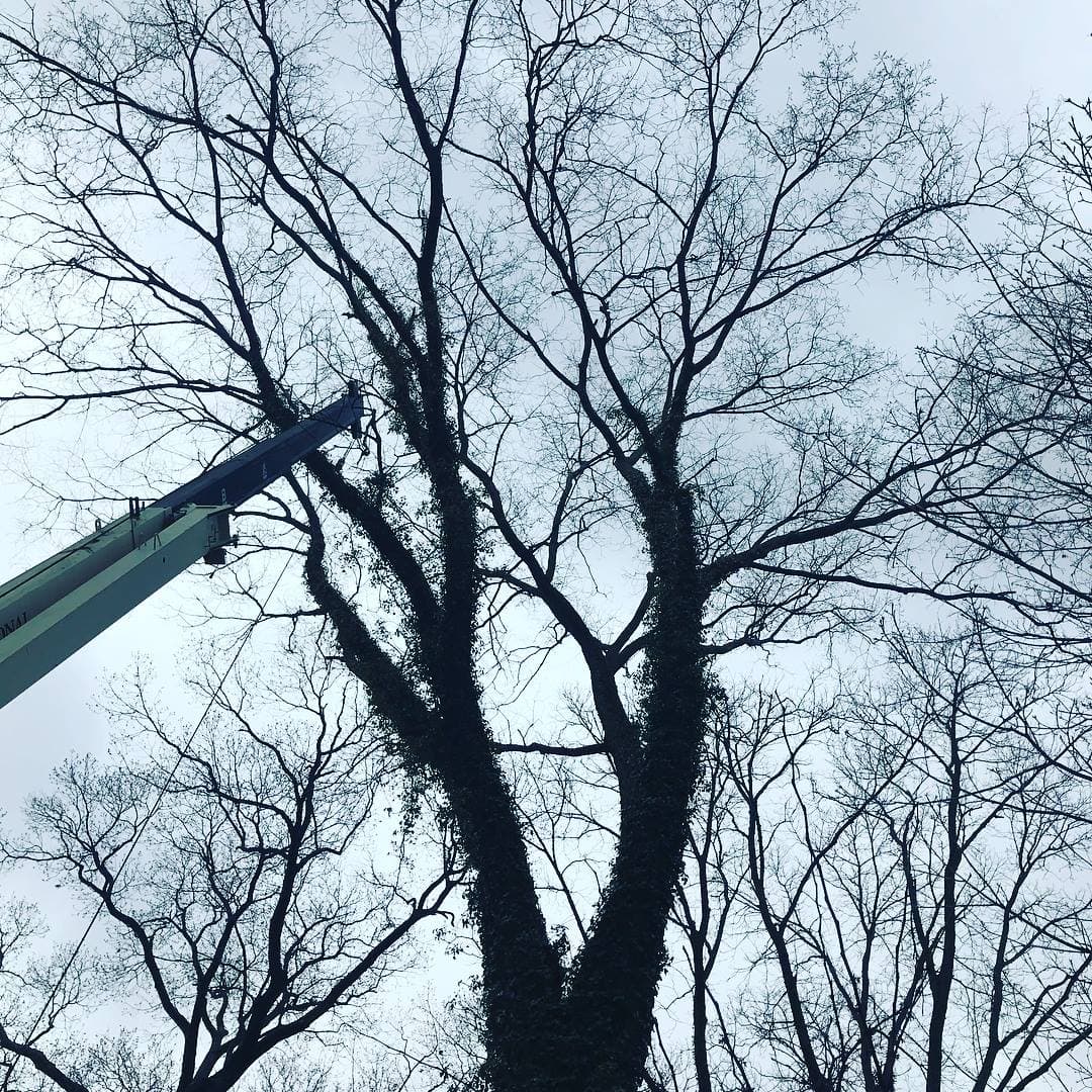 tree care photo