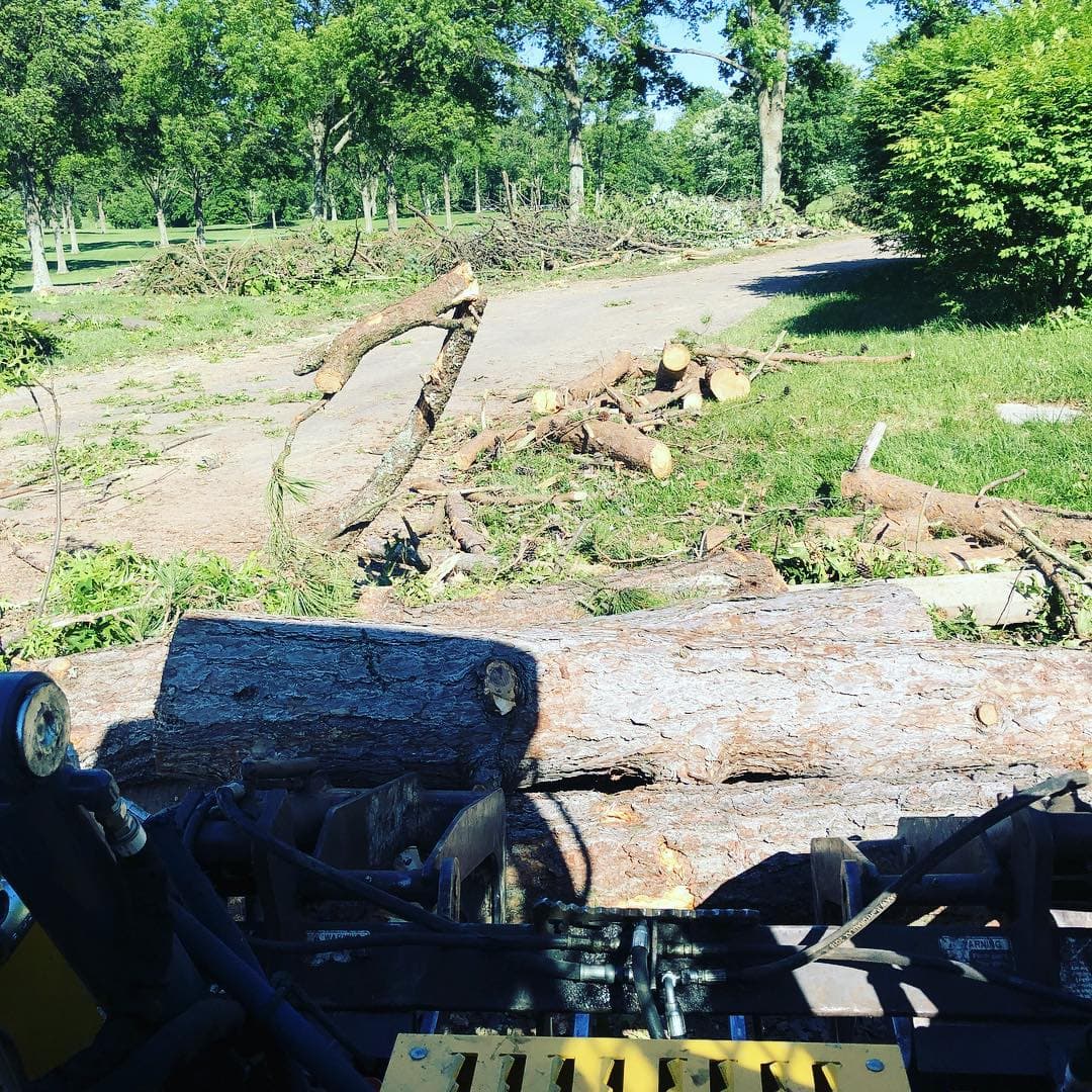 tree care photo